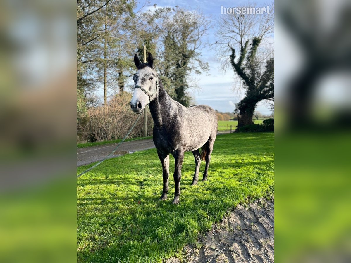 Irish Sport Horse Gelding 5 years 15,2 hh Grey in Listowel