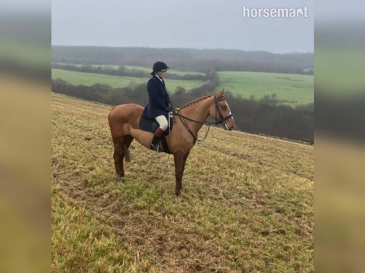 Irish Sport Horse Gelding 5 years 16,1 hh Chestnut in Lismore