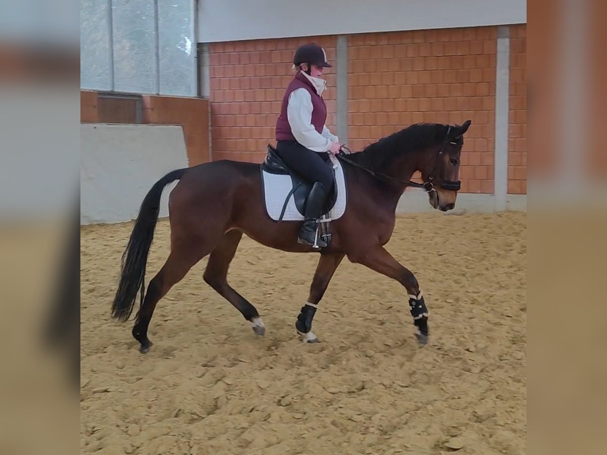 Irish Sport Horse Gelding 5 years 16,2 hh Brown in Lage