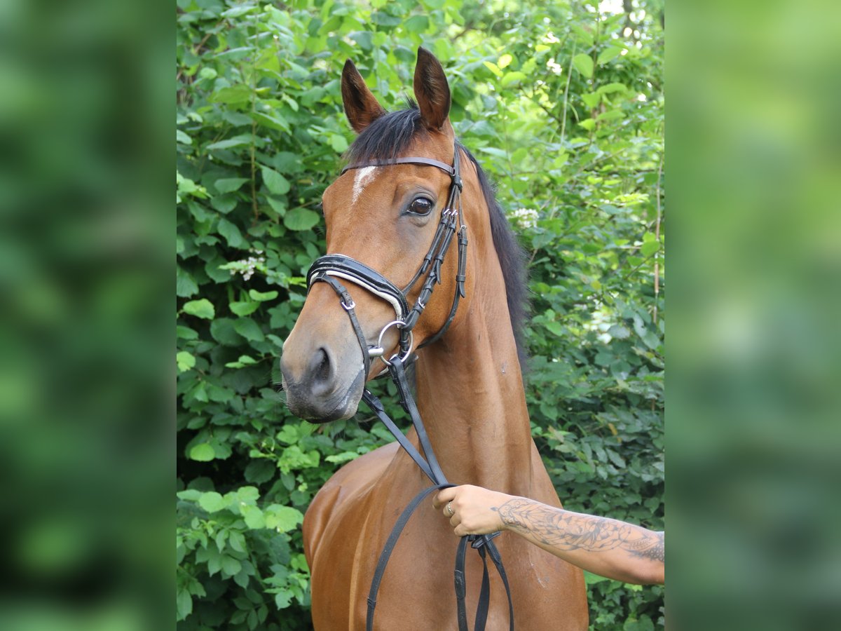 Irish Sport Horse Gelding 5 years 16 hh Brown in Wachtendonk