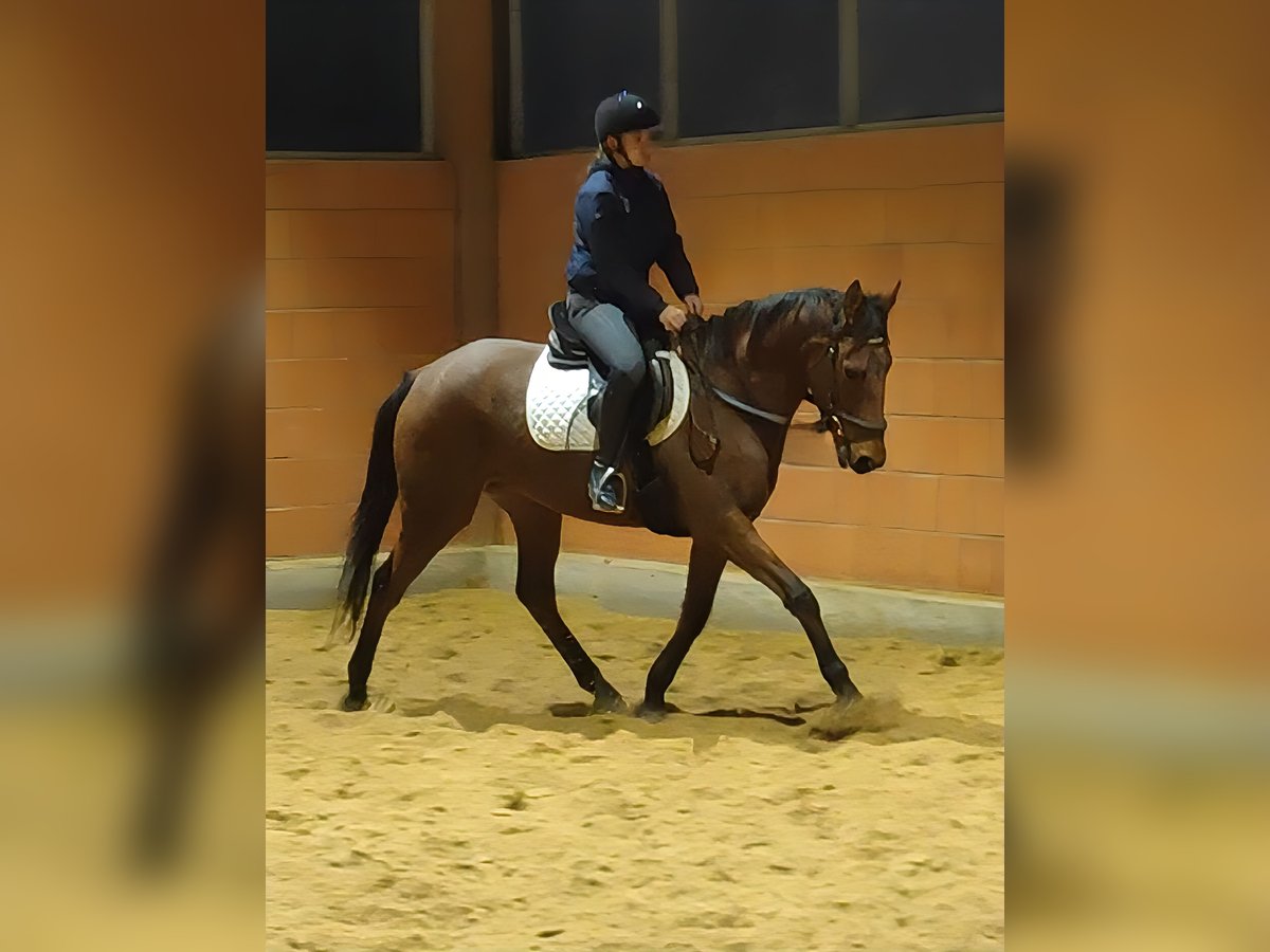 Irish Sport Horse Gelding 5 years 16 hh Brown in Lage