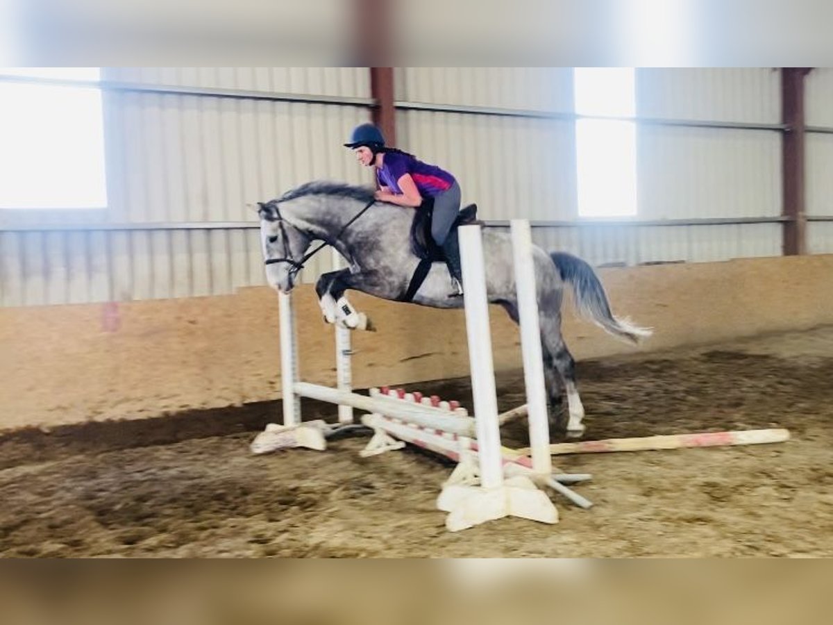 Irish Sport Horse Gelding 5 years 16 hh Gray-Dapple in Sligo
