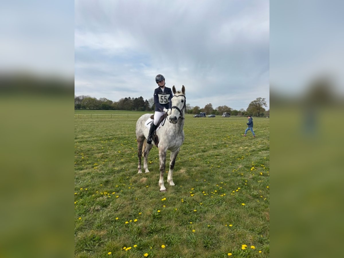 Irish Sport Horse Gelding 5 years 16 hh Grey in Peterborough
