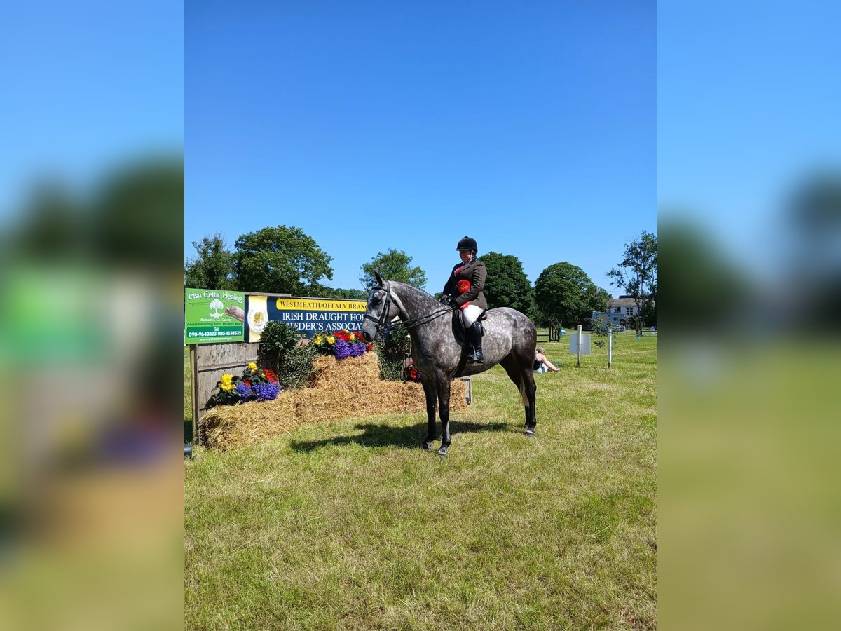 Irish Sport Horse Gelding 5 years 16,1 hh Roan-Blue in Roscommon