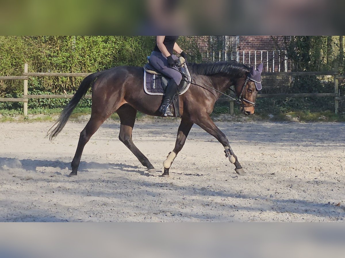 Irish Sport Horse Gelding 5 years 16,1 hh Smoky-Black in Wachtendonk