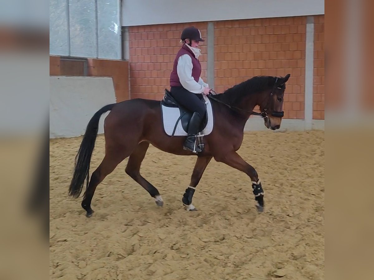 Irish Sport Horse Gelding 5 years 16,2 hh in Lage