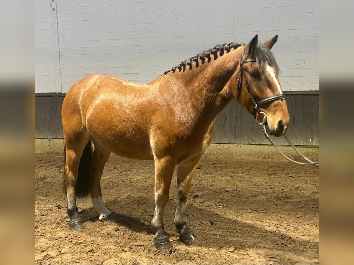 Irish Sport Horse Gelding 6 years 14,2 hh Brown in Hopsten