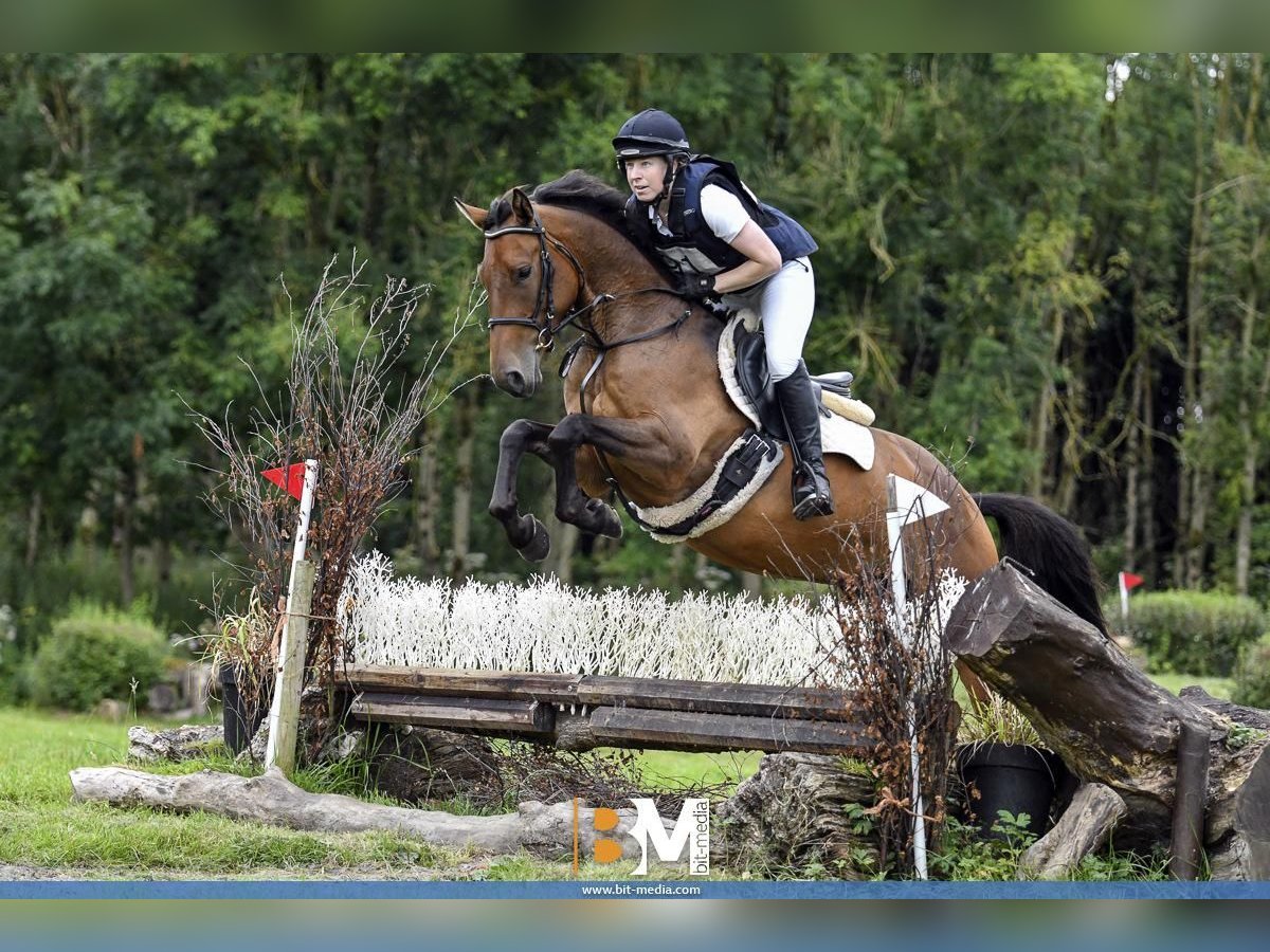 Irish Sport Horse Gelding 6 years 16,1 hh Brown in Filderstadt