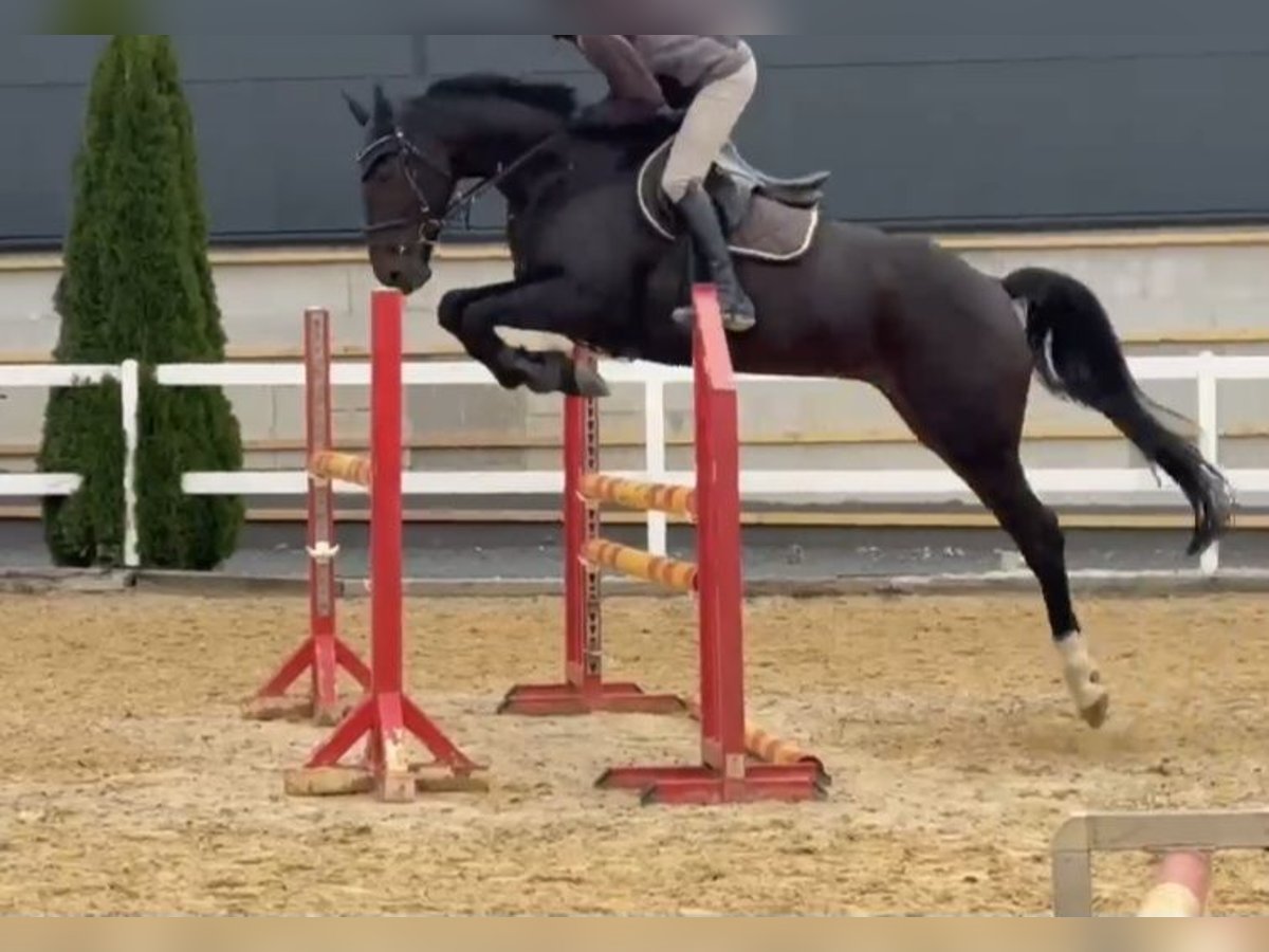 Irish Sport Horse Gelding 6 years 16,2 hh Bay-Dark in Hof