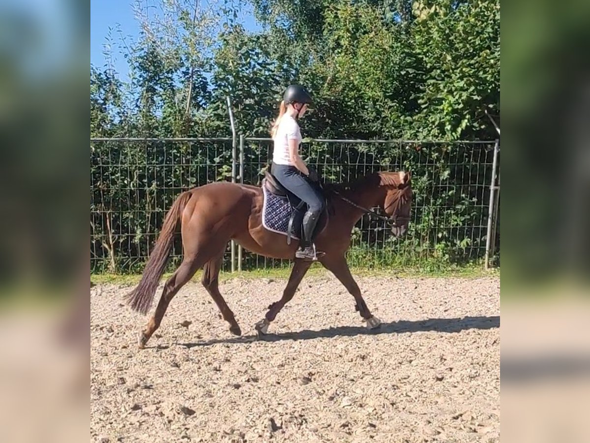 Irish Sport Horse Gelding 6 years 16 hh Chestnut in Lage