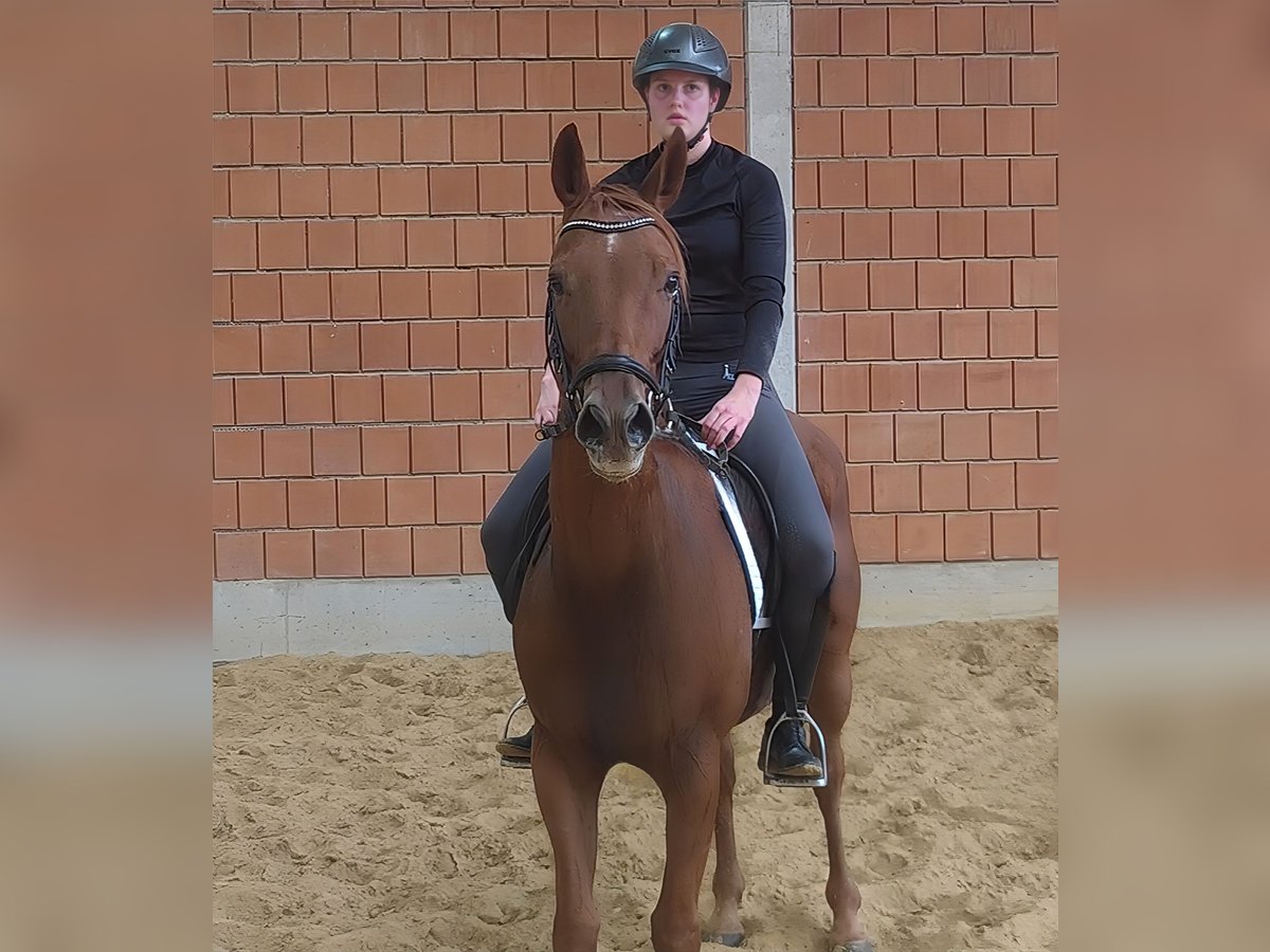 Irish Sport Horse Gelding 6 years 16 hh Chestnut-Red in Lage