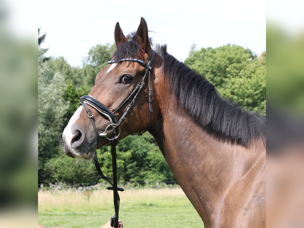 Irish Sport Horse Gelding 6 years 16,1 hh Bay-Dark in Wachtendonk