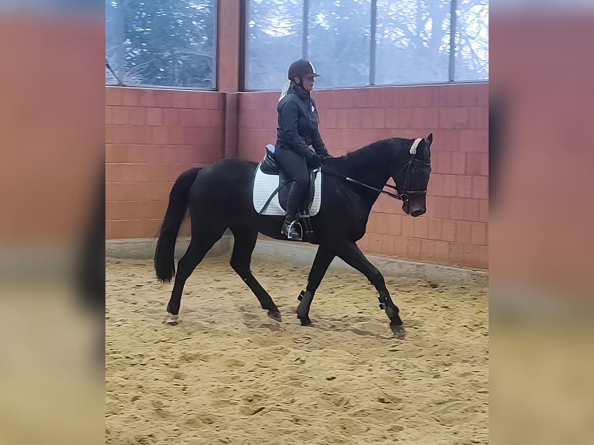 Irish Sport Horse Gelding 6 years 16,1 hh Black in Lage Irish Sport Horse Gelding 6 years 16,1 hh Black in Lage
