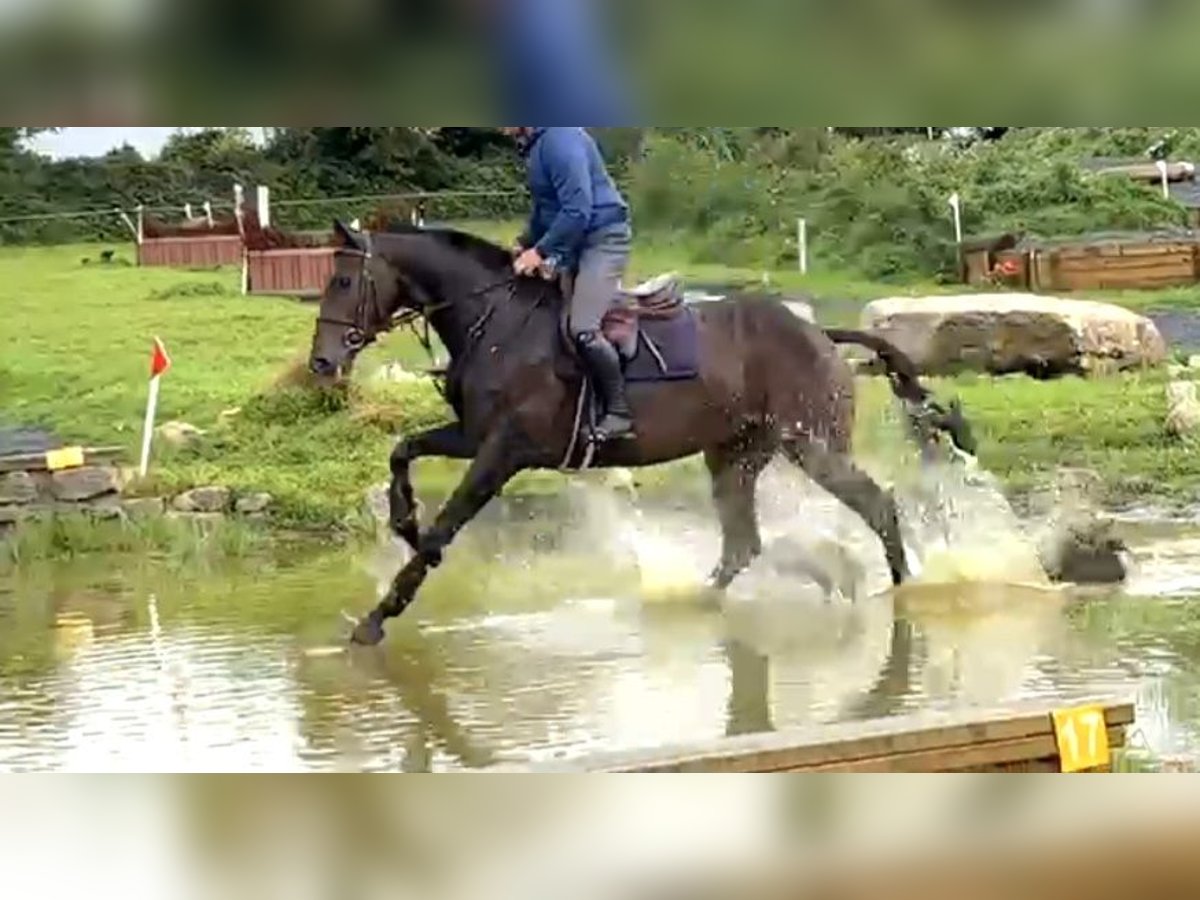 Irish Sport Horse Gelding 6 years 16,2 hh Bay-Dark in Hof