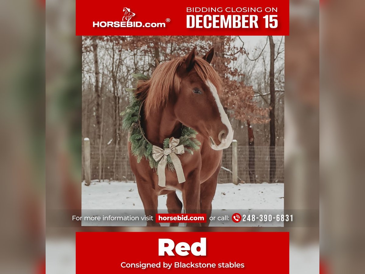 Irish Sport Horse Gelding 6 years 16,2 hh Chestnut in Howell