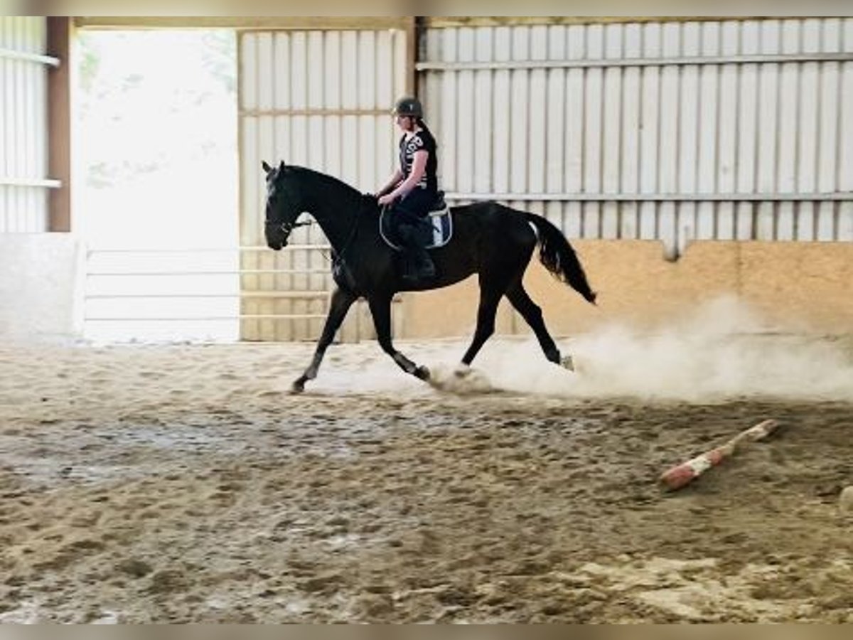 Irish Sport Horse Gelding 6 years 17 hh Brown in Sligo