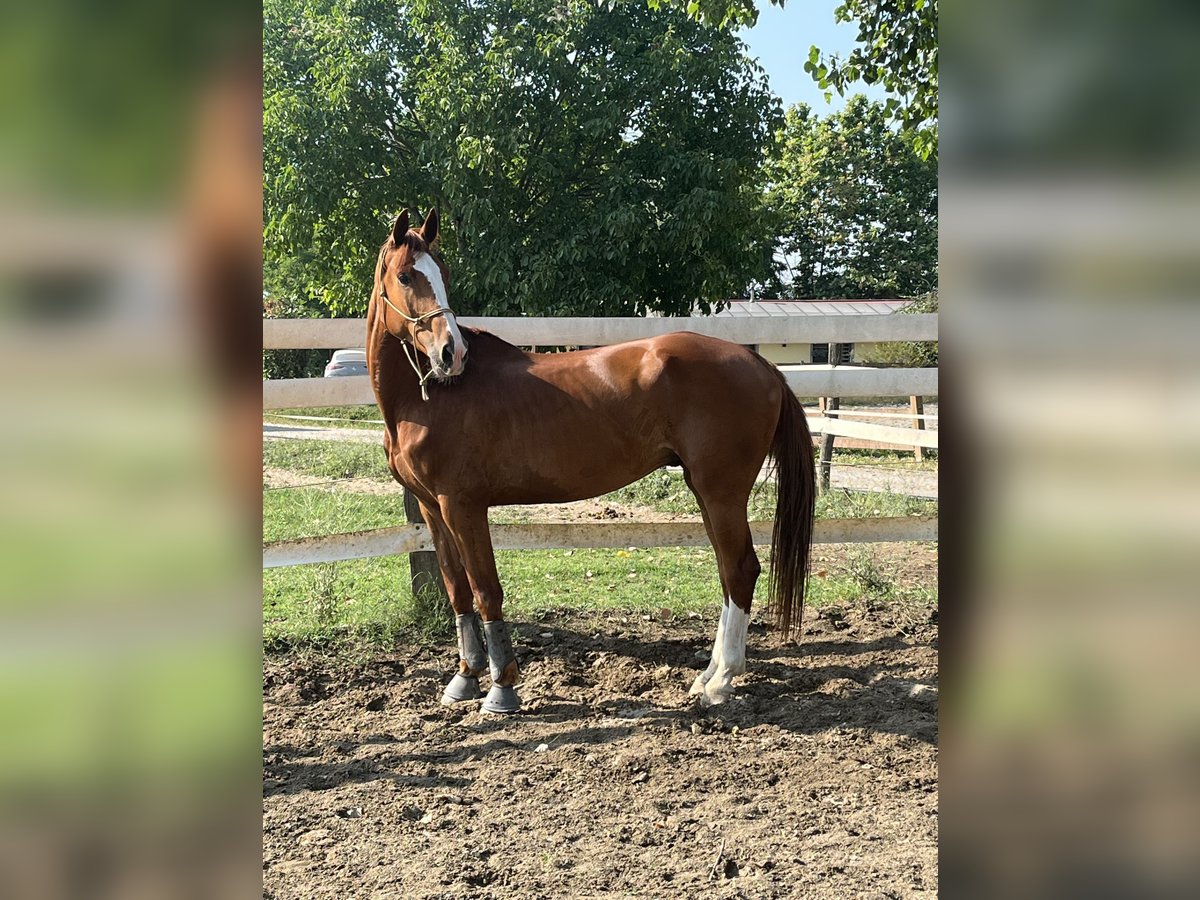 Irish Sport Horse Gelding 6 years 17 hh Chestnut-Red in Vidardo