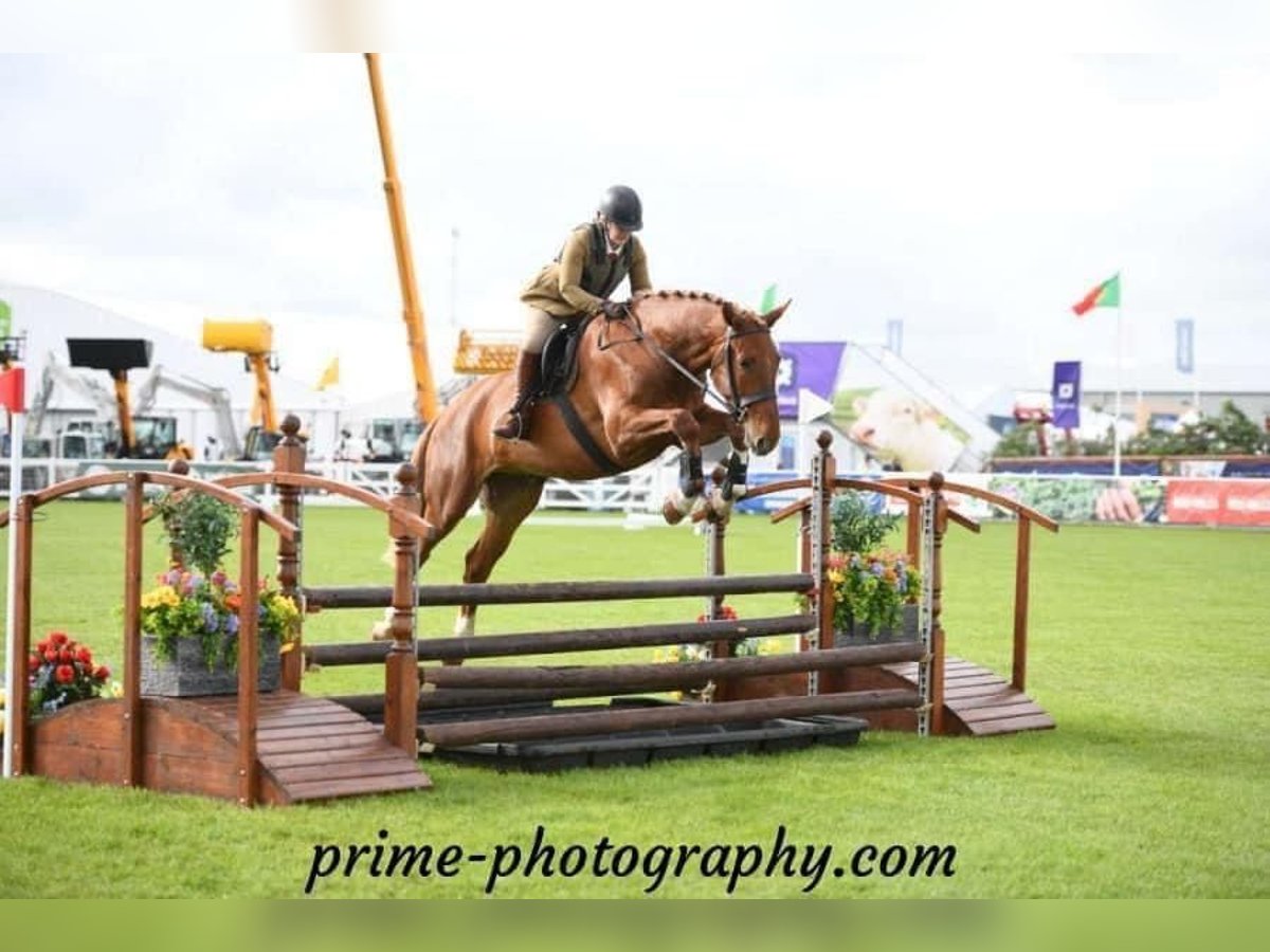 Irish Sport Horse Gelding 6 years 17 hh Chestnut in Richmond, Virginia