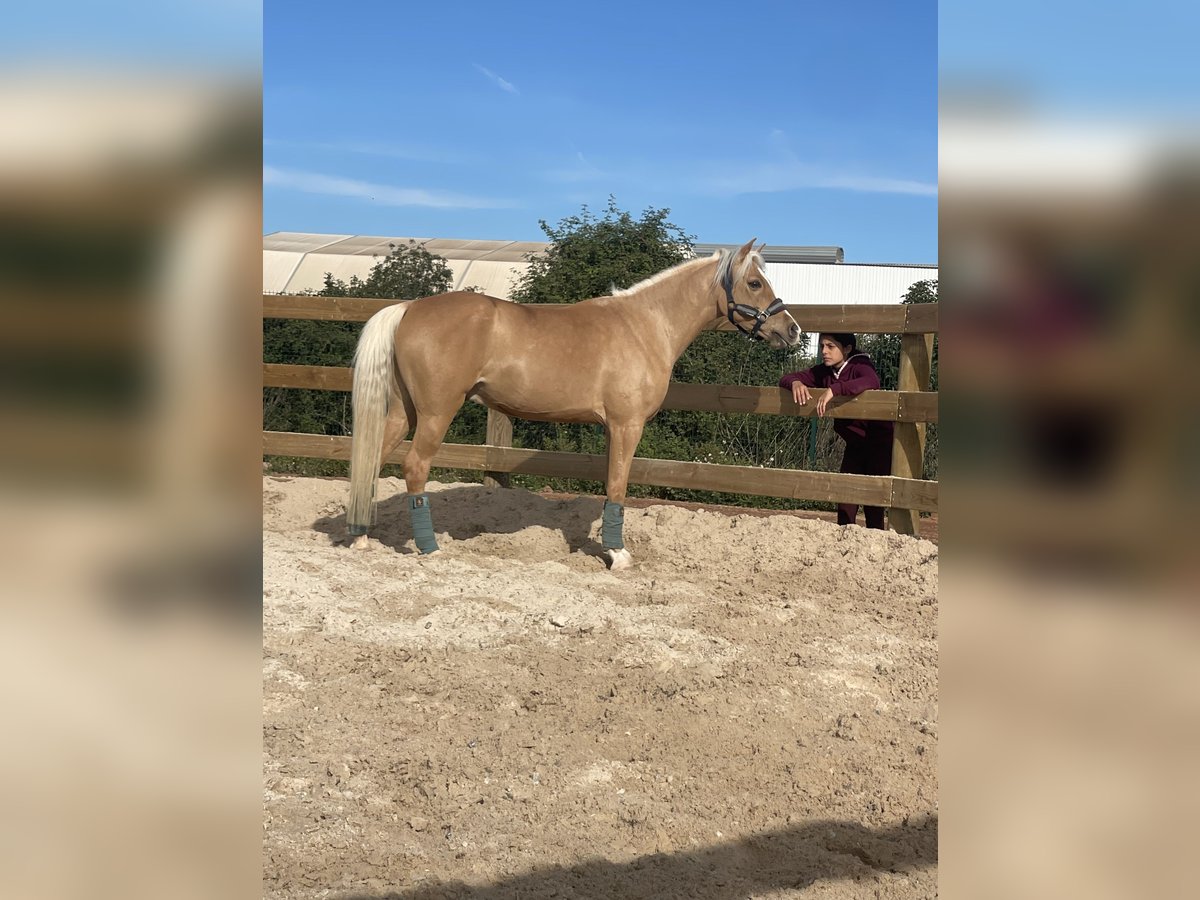 Irish Sport Horse Gelding 6 years in Valencia