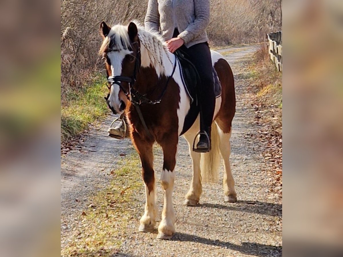 Irish Sport Horse Gelding 7 years 13,1 hh Pinto in Gummern