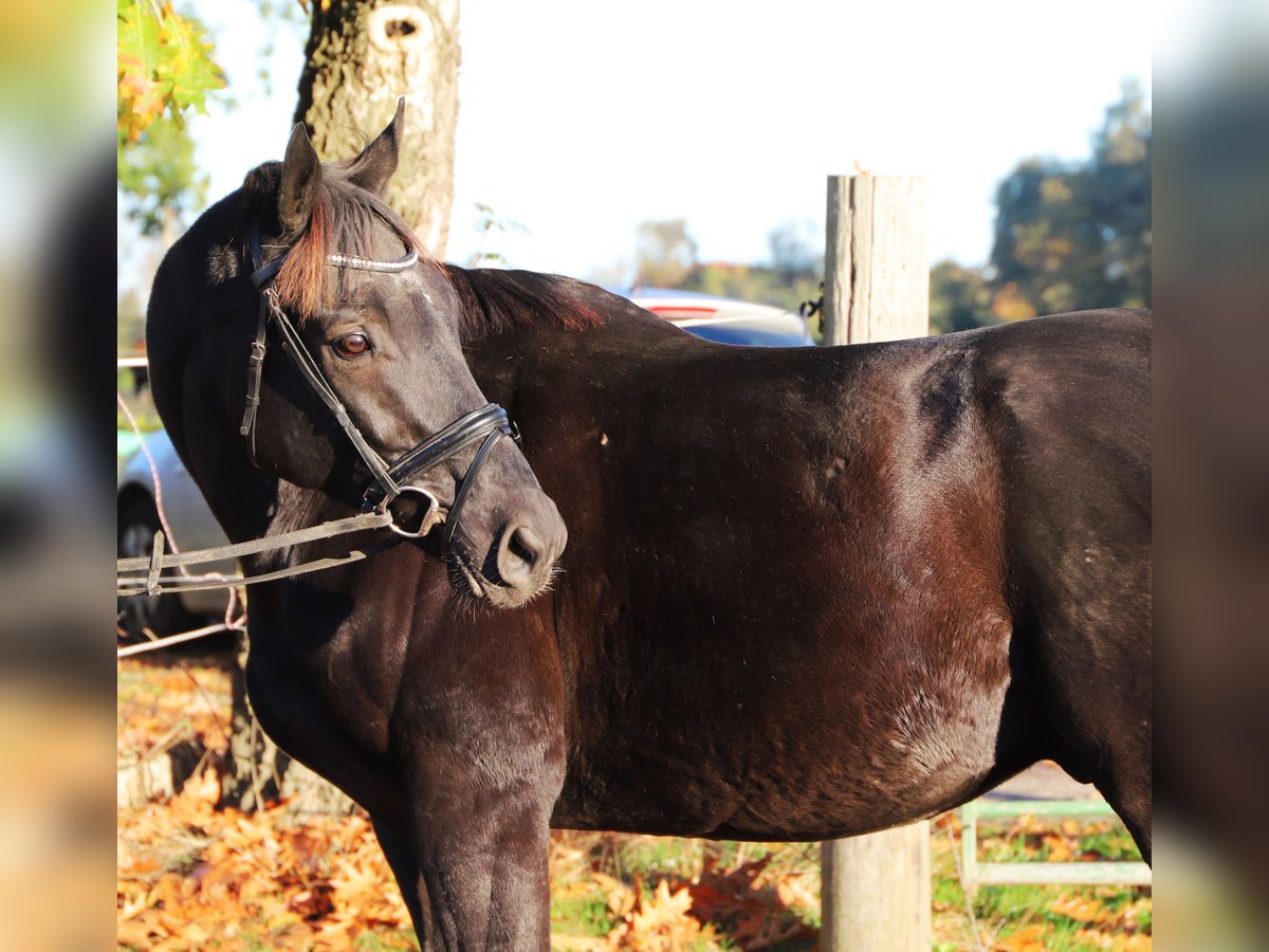 Irish Sport Horse Mix Gelding 7 years 15,2 hh Black in Wielen