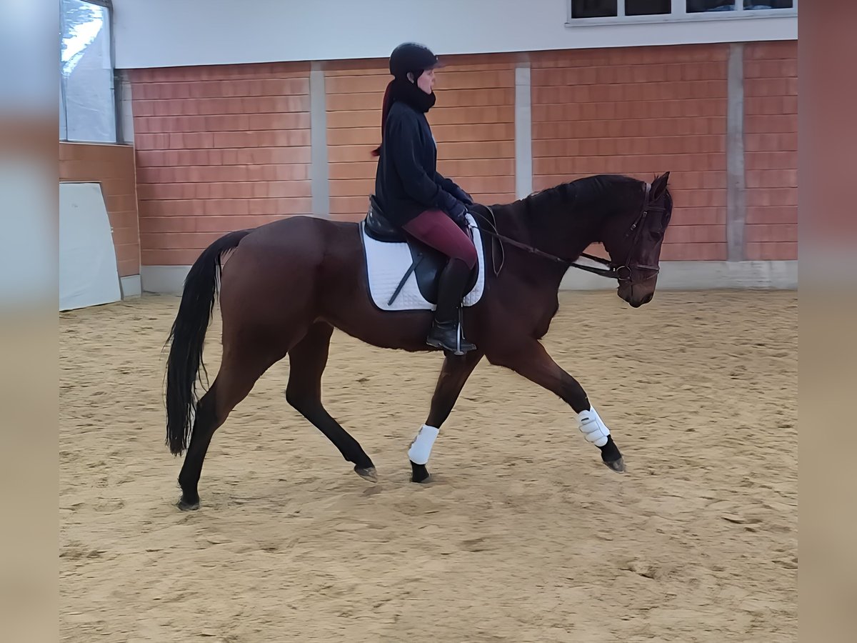 Irish Sport Horse Gelding 7 years 15,2 hh Brown in Lage