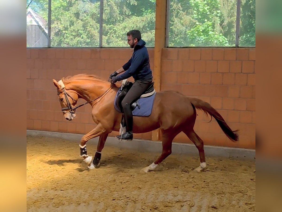 Irish Sport Horse Gelding 7 years 16,1 hh Chestnut-Red in Lage