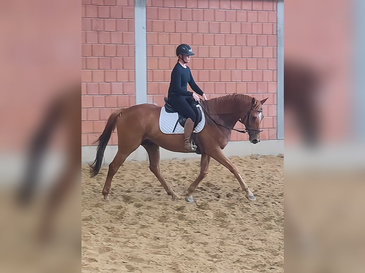 Irish Sport Horse Gelding 7 years 16,1 hh Chestnut-Red in Lage