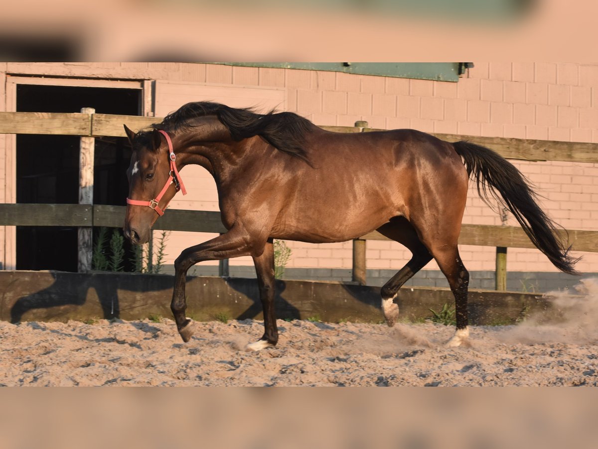Irish Sport Horse Gelding 7 years 16 hh Bay-Dark in Achtmaal