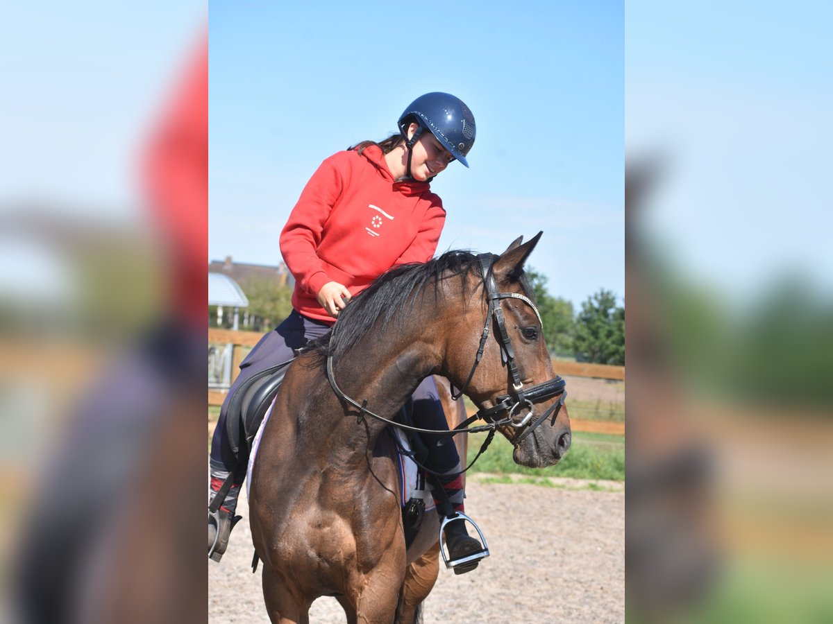Irish Sport Horse Gelding 7 years 16 hh Bay-Dark in Achtmaal