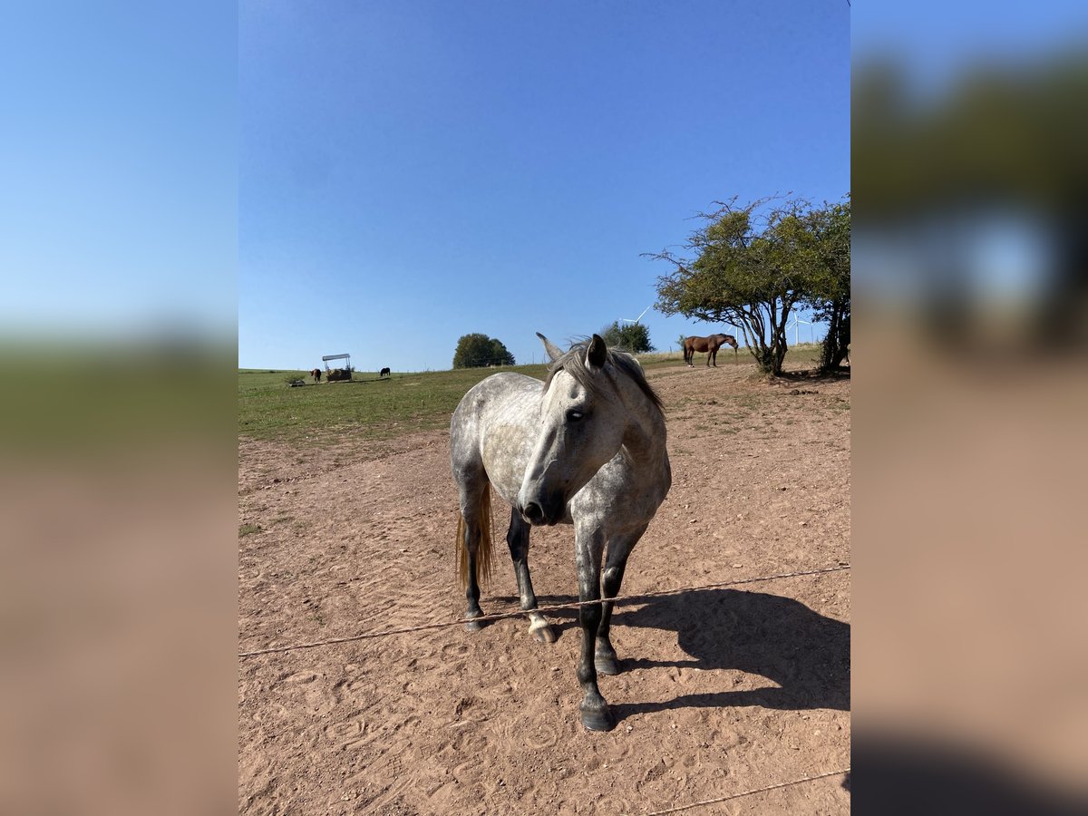 Irish Sport Horse Gelding 7 years 16 hh Gray-Dapple in Losheim am SeeLosheim am See