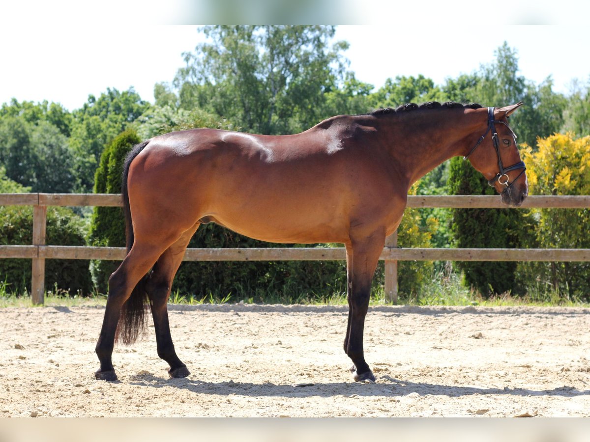 Irish Sport Horse Gelding 7 years 16,1 hh Bay in Czech Republic