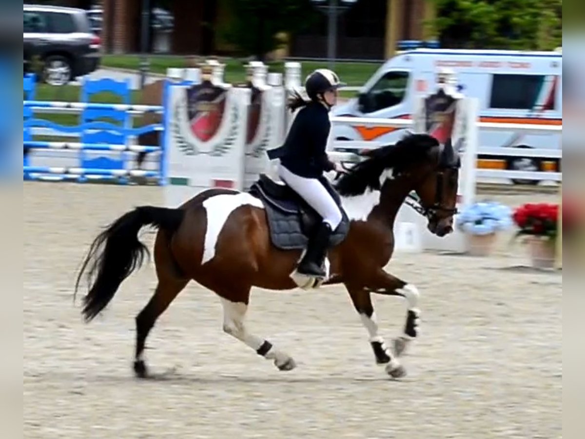 Irish Sport Horse Gelding 7 years in Buccinasco