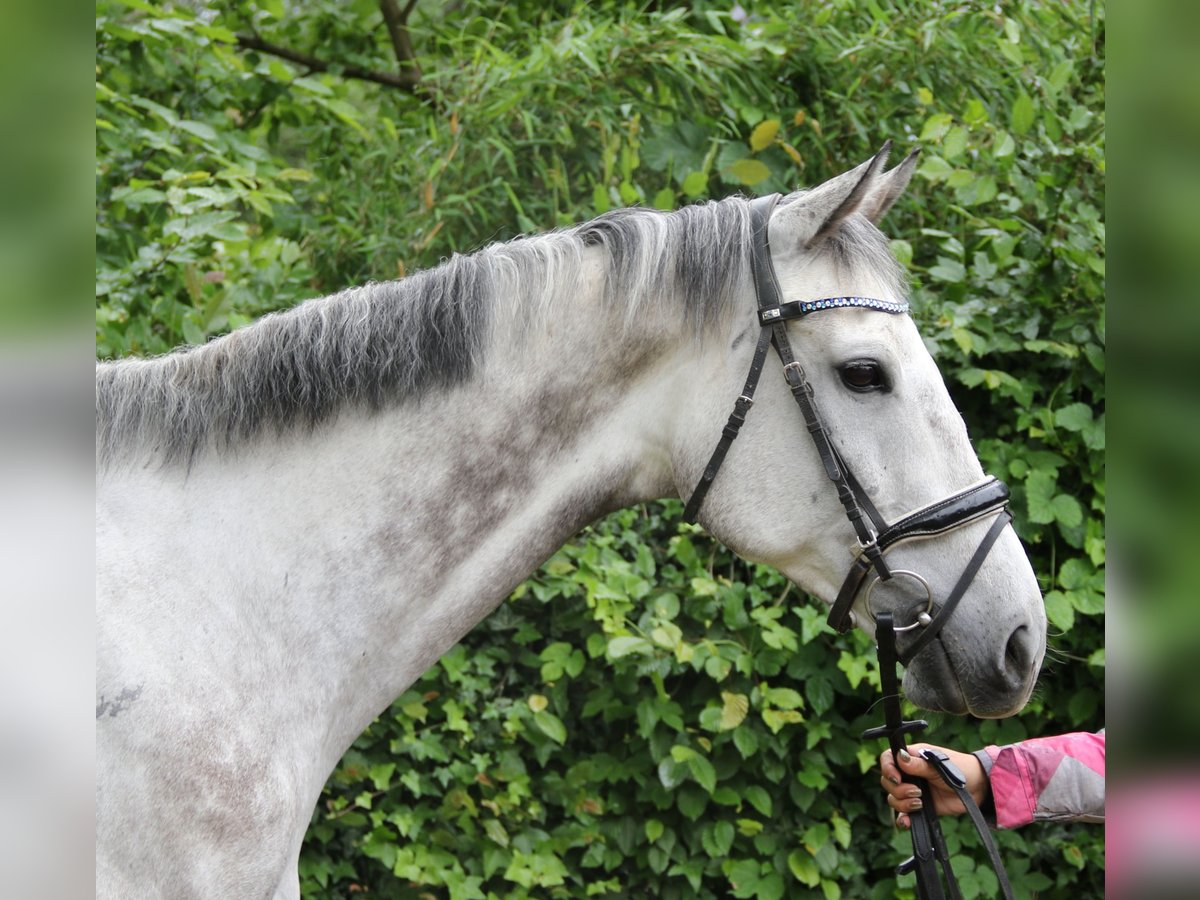 Irish Sport Horse Gelding 8 years 16,1 hh Gray-Dapple in Wachtendonk