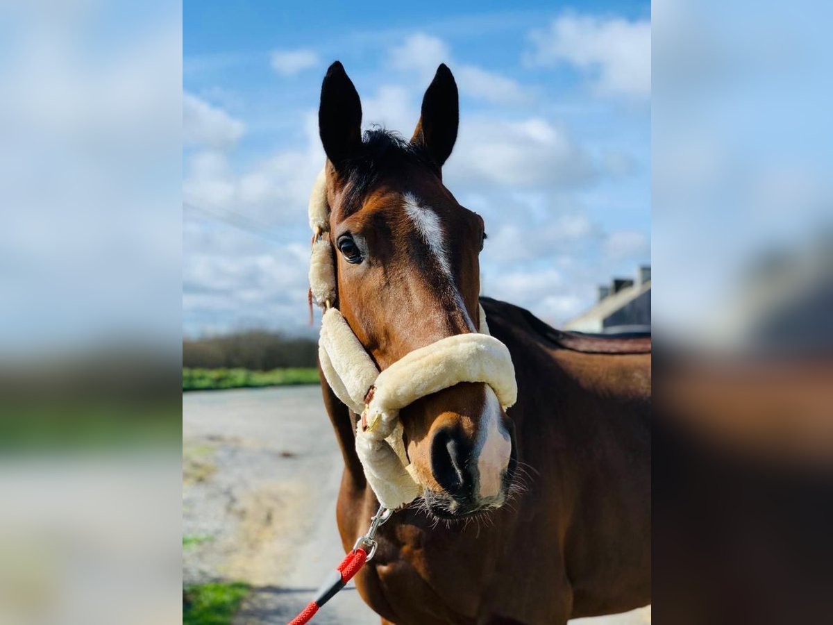 Irish Sport Horse Gelding 8 years 16,3 hh Bay-Dark in Oltingen