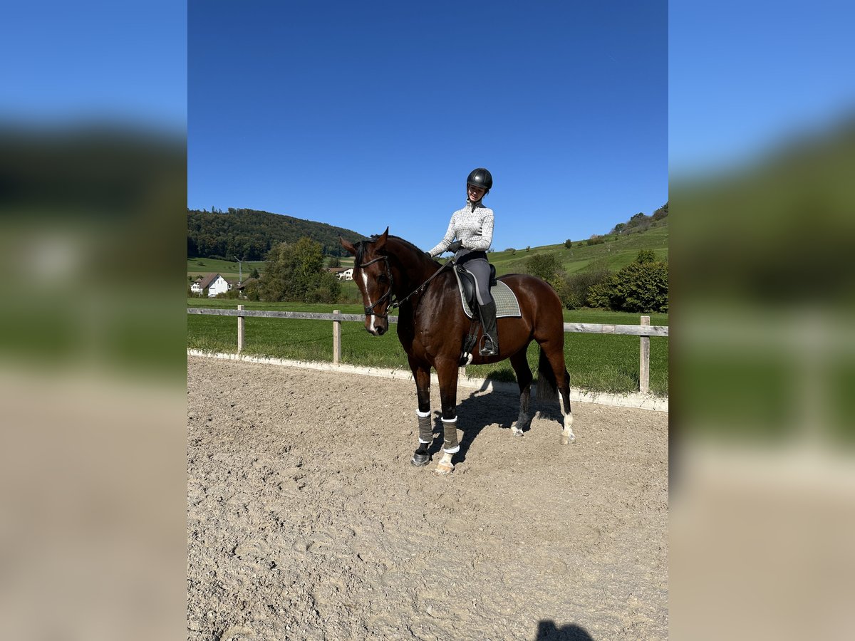 Irish Sport Horse Gelding 8 years 17 hh Brown in Oltingen