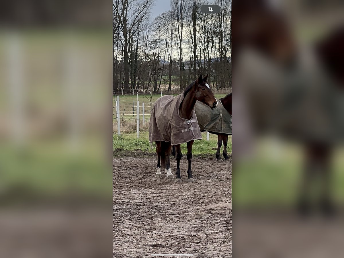 Irish Sport Horse Gelding 8 years Brown in Edenkoben