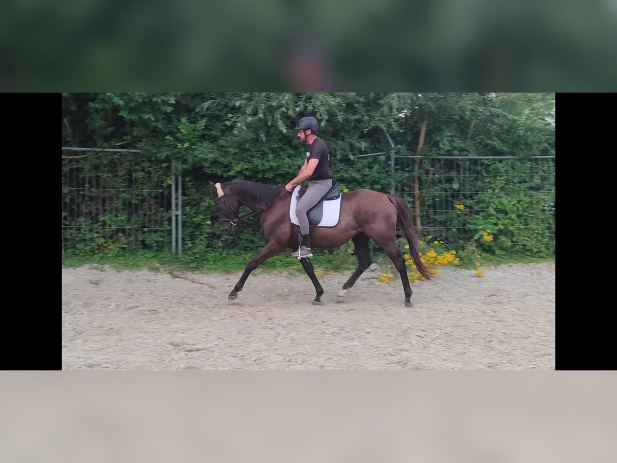 Irish Sport Horse Gelding 9 years 15,2 hh Brown in Lage