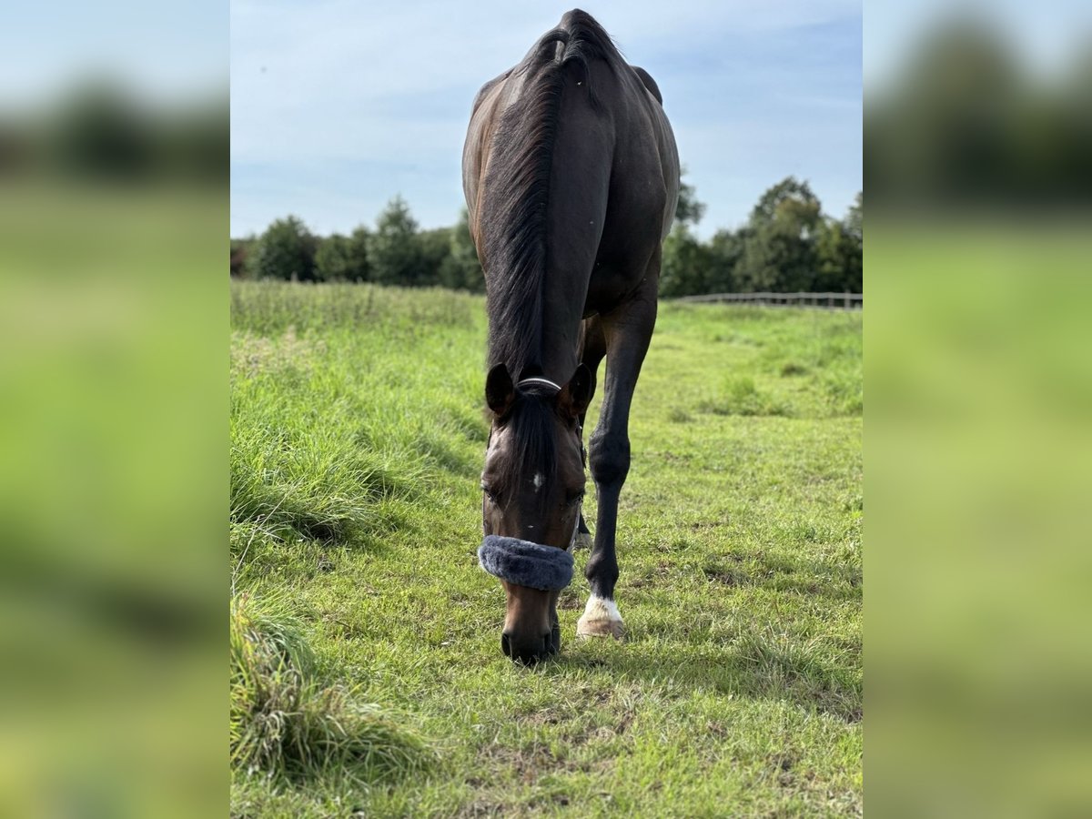 Irish Sport Horse Gelding 9 years 16 hh Bay-Dark in Wesseling