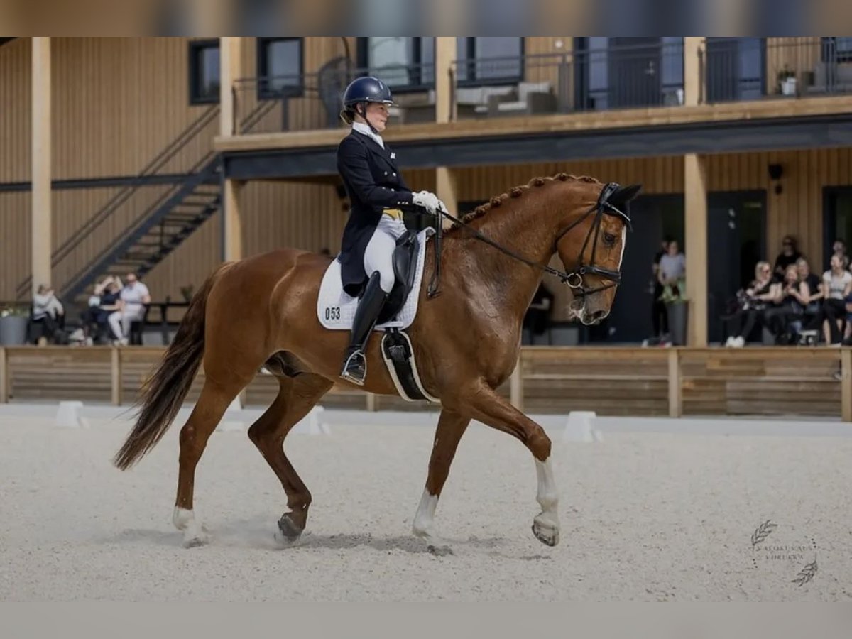 Irish Sport Horse Gelding 9 years 17,1 hh Chestnut-Red in Hattula