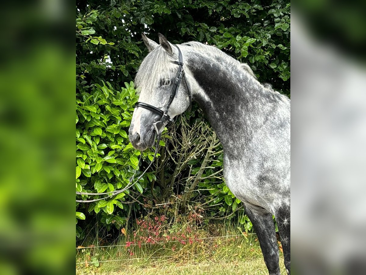 Irish sport horse Hengst 11 Jaar 168 cm Schimmel in Galway