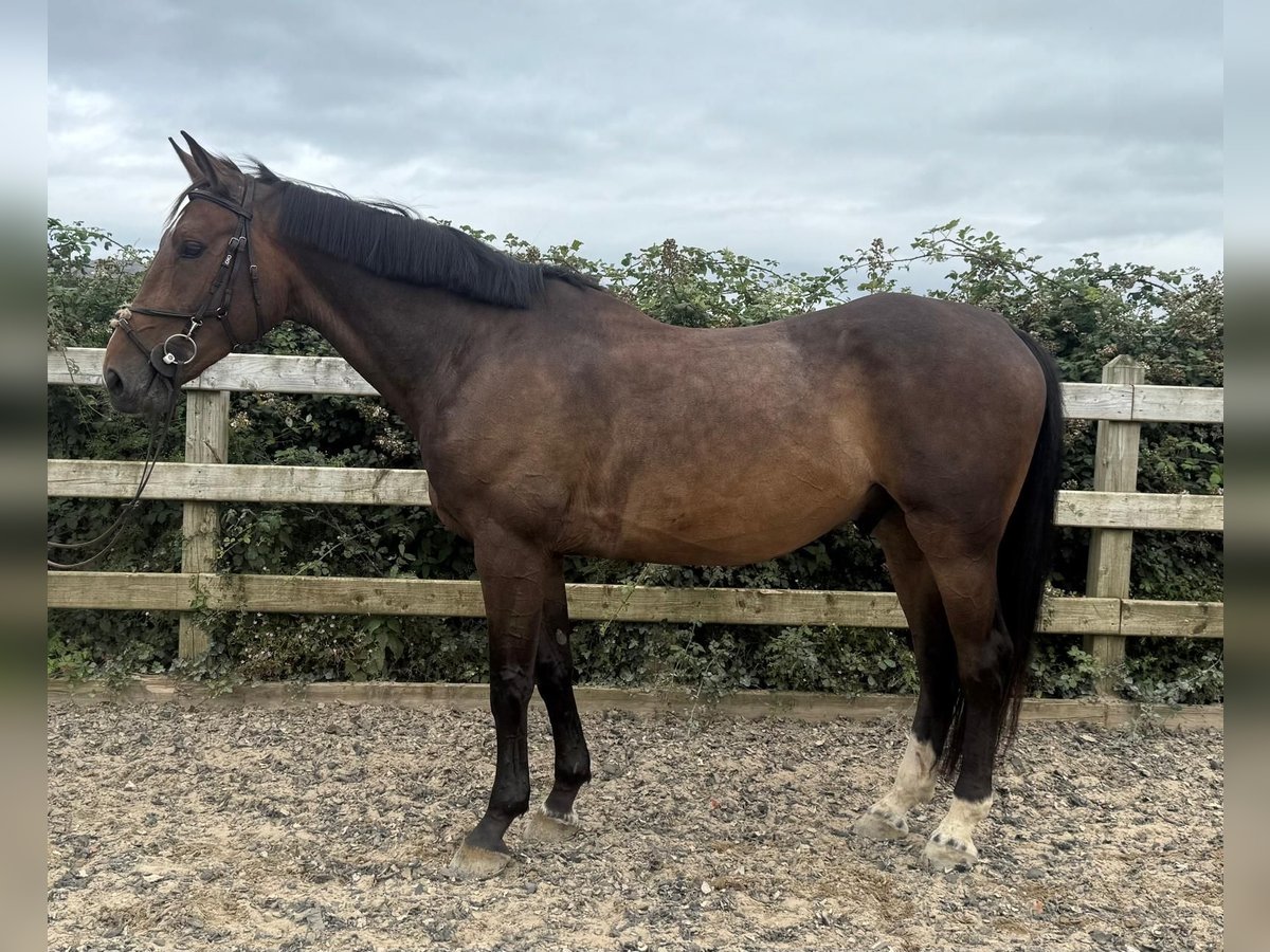 Irish sport horse Hengst 5 Jaar 168 cm Bruin in Kaisten