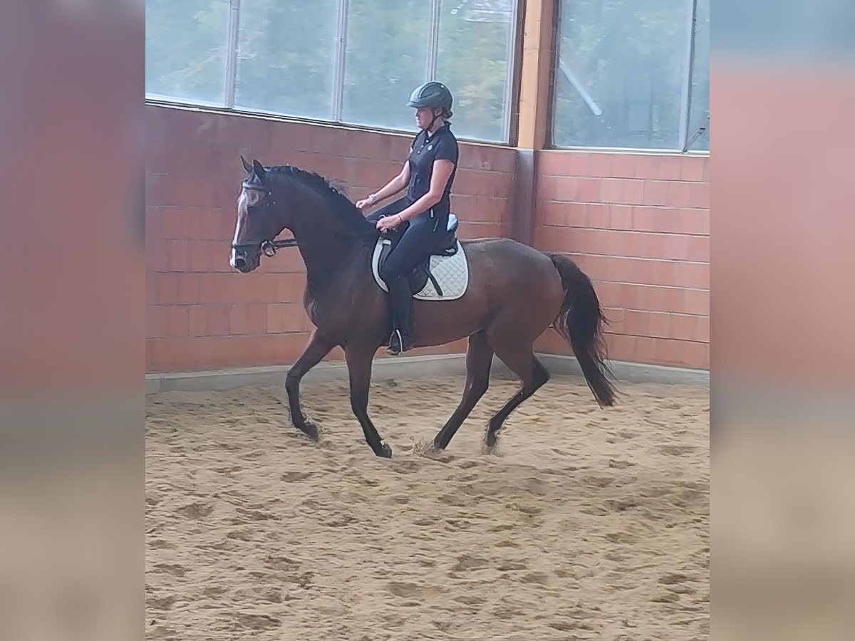 Irish Sport Horse Hengst 8 Jahre 167 cm Brauner in Lage Irish Sport Horse Hengst 8 Jahre 167 cm Brauner in Lage