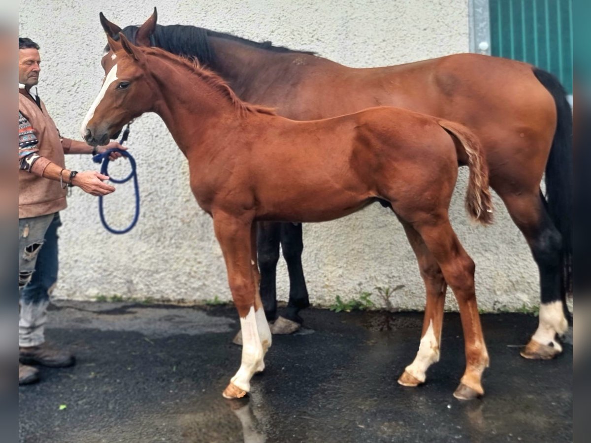 Irish Sport Horse Hengst Fohlen (05/2025) 168 cm Dunkelfuchs in Clonmellon