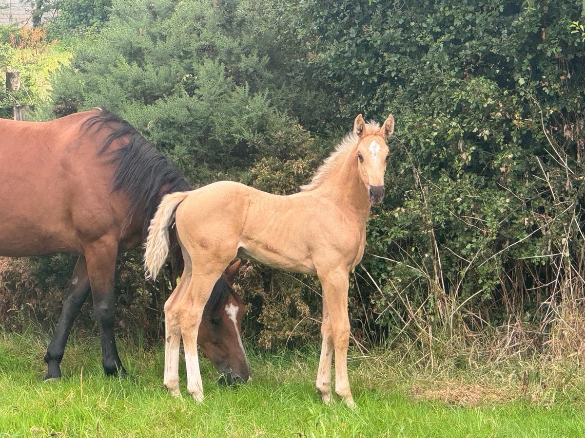 Irish Sport Horse Hengst Fohlen (06/2024) Palomino in Lisburn