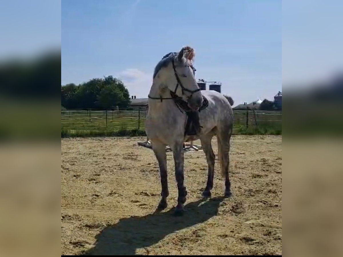 Irish Sport Horse Mare 10 years 15,2 hh Grey in Stolzenau