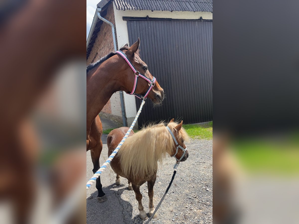 Irish Sport Horse Mare 10 years 16 hh Brown in Moringen