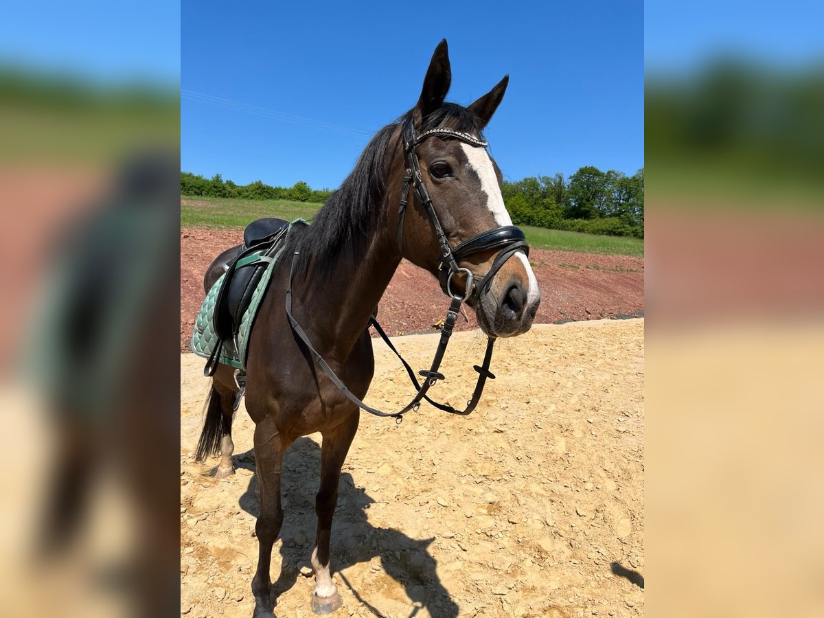 Irish Sport Horse Mare 10 years 16 hh Chestnut in Börrstadt