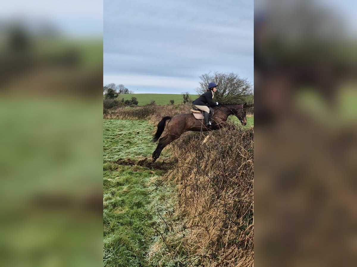 Irish Sport Horse Mare 11 years 16 hh Brown in Sligo