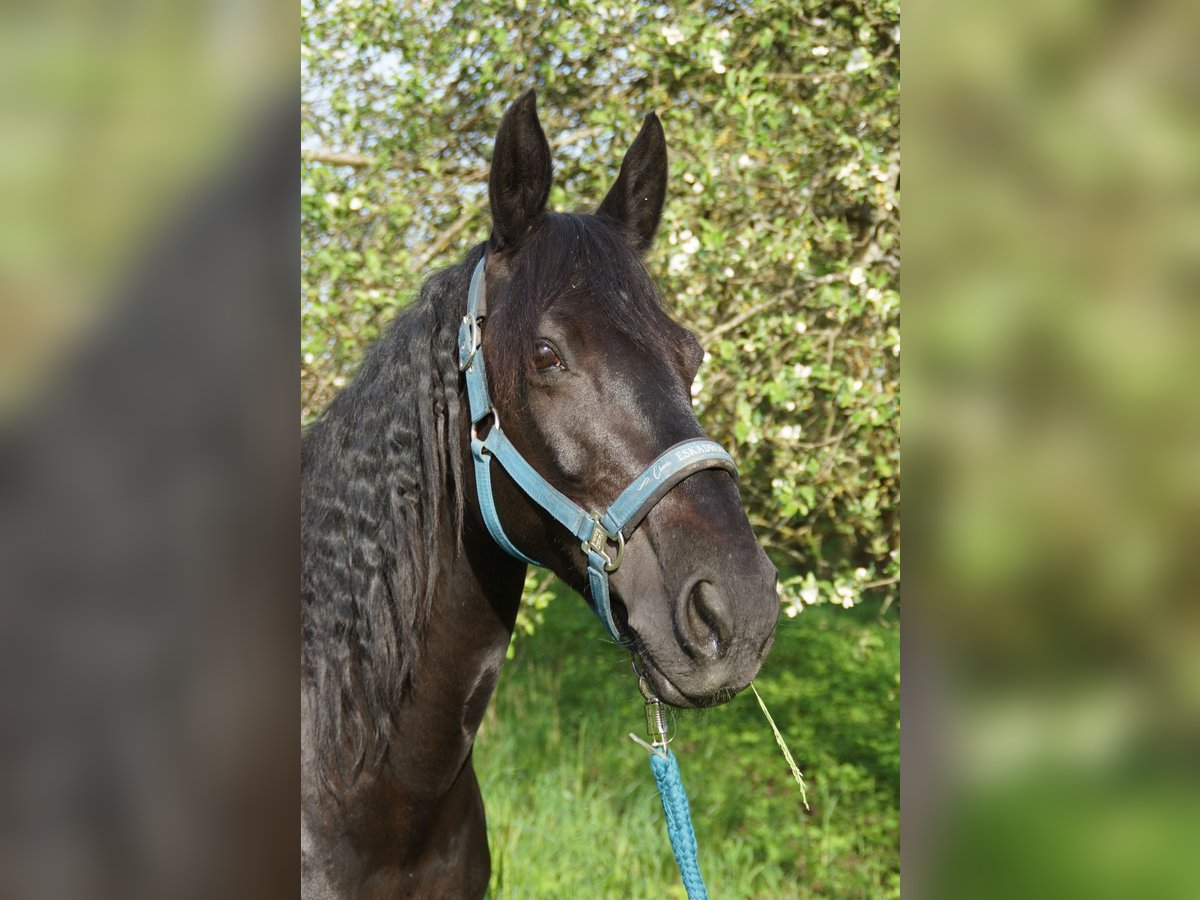 Irish Sport Horse Mare 12 years 14,2 hh Black in Ebern